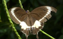 Papilio fuscus