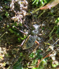 Neocicindela
