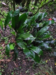 Aspidistra elatior