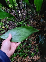 Aspidistra elatior