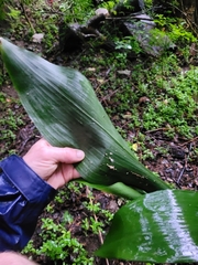 Aspidistra elatior