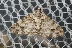 Myrioblephara desumpta