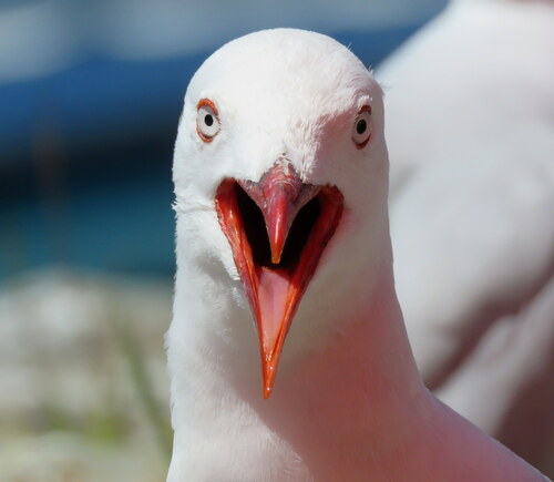 Red-billed Gull｜新西兰红嘴鸥 参考照片