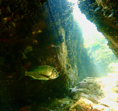 Acanthopagrus butcheri