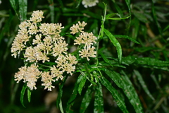 Ozothamnus ferrugineus