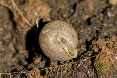 Oestophorella buvinieri