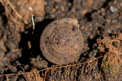 Oestophorella buvinieri