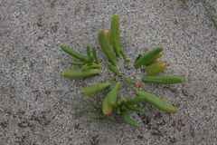 Cistanthe ambigua