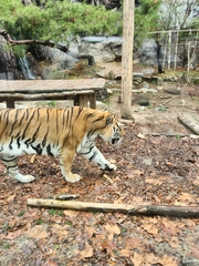 Panthera tigris