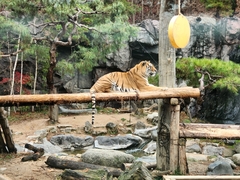 Panthera tigris