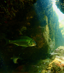 Acanthopagrus butcheri