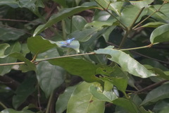 Hypolycaena phorbas