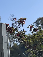 Aethopyga christinae