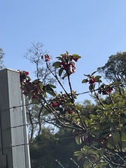 Aethopyga christinae