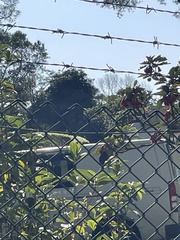 Aethopyga christinae