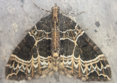 Ecliptopera silaceata