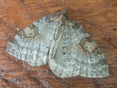 Plemyria georgii