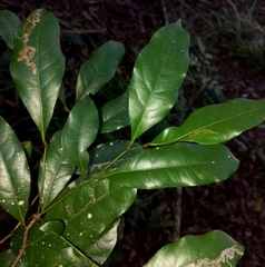 Cryptocarya macdonaldii