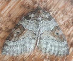 Plemyria georgii