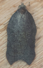 Acleris effractana