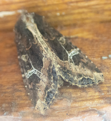 Helotropha reniformis