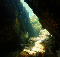 Acanthopagrus butcheri