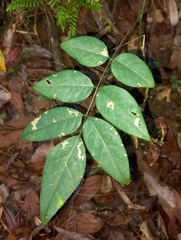Derris involuta