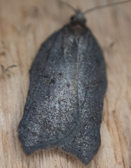 Acleris effractana