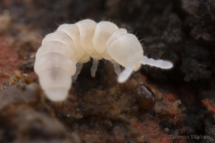 Onychiurinae