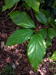 Neolitsea dealbata