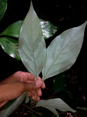 Neolitsea dealbata