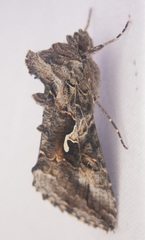 Autographa pseudogamma