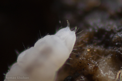 Onychiurinae