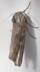 Lithomoia germana