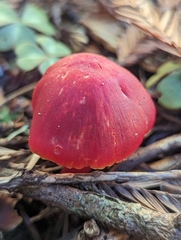 Hygrocybe splendidissima