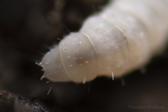 Onychiurinae