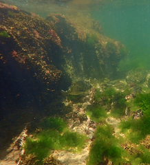 Acanthopagrus butcheri