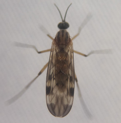 Sylvicola fenestralis