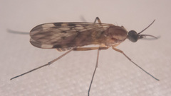 Sylvicola fenestralis