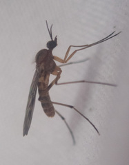 Sylvicola fenestralis