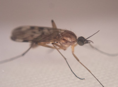 Sylvicola fenestralis