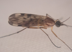 Sylvicola fenestralis