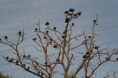 Necrosyrtes monachus