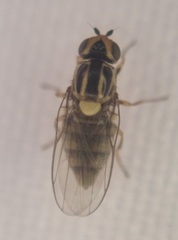 Chlorops