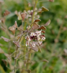 Capsella bursa-pastoris