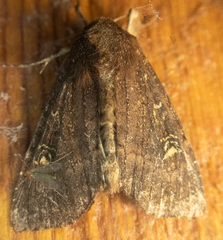 Apamea cogitata