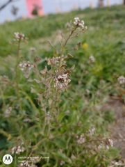 Capsella bursa-pastoris