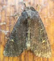Apamea cogitata
