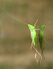 Conocephalus bilineatus
