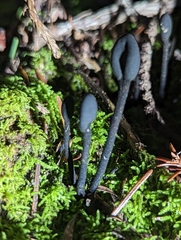 Trichoglossum